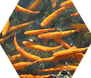 水產養殖